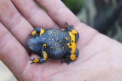 Bombina variegata pachypus
