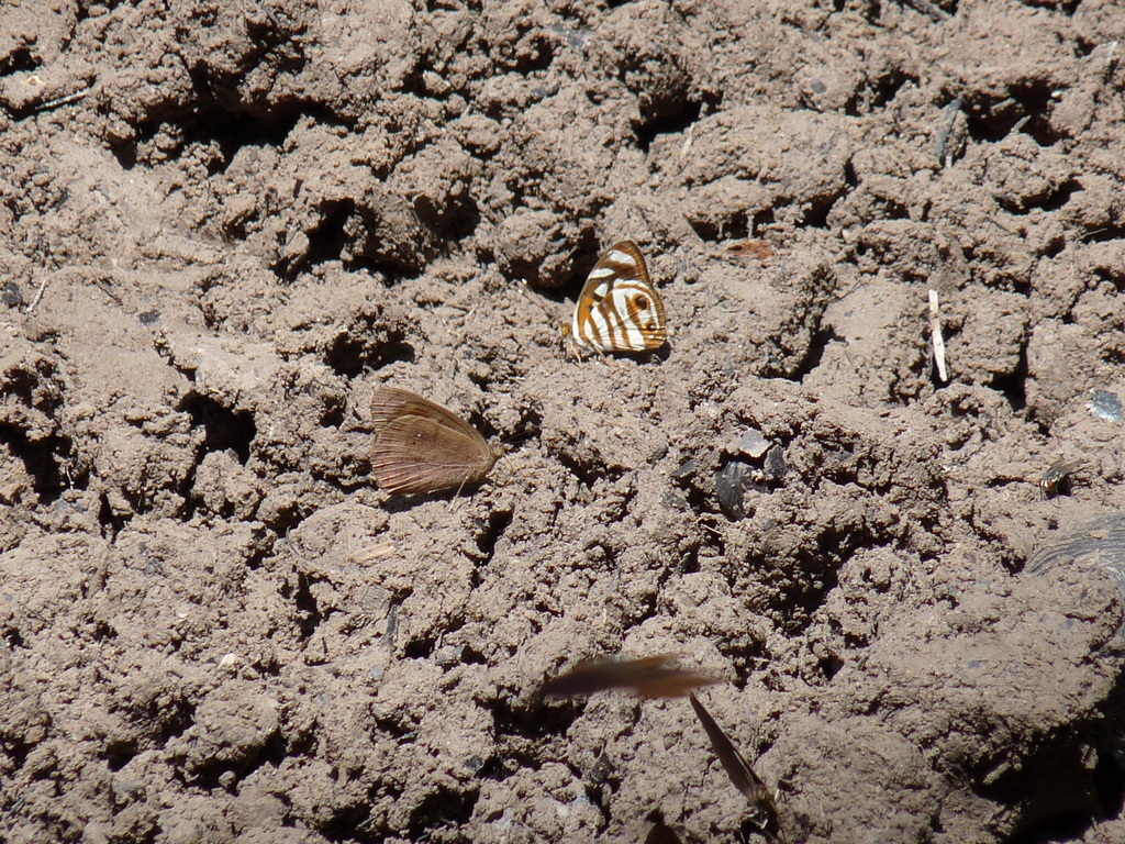 Dynamine pebana