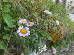 Erigeron glabratus