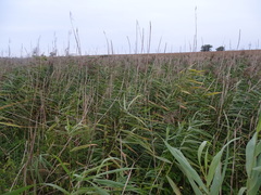 Phragmites australis