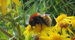 Bombus muscorum