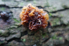 Phaeotremella foliacea