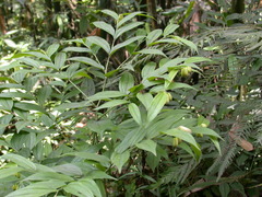 Disporum kawakamii