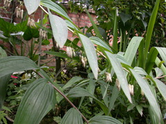 Disporum kawakamii