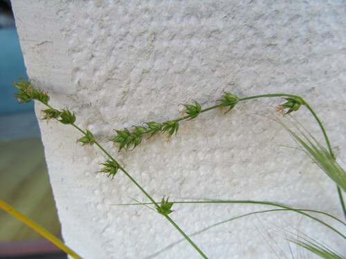 Grassland sedge (Carex divulsa)