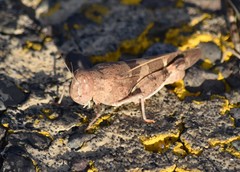Leprus