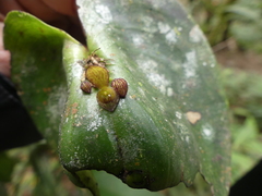 Pleurothallis cordata