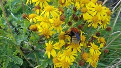 Bombus muscorum