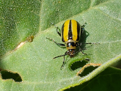 Lema daturaphila