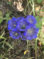 Gentiana affinis