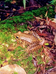 Lithobates pustulosus