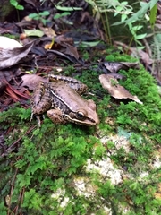 Lithobates pustulosus