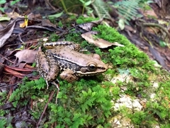 Lithobates pustulosus