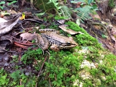 Lithobates pustulosus
