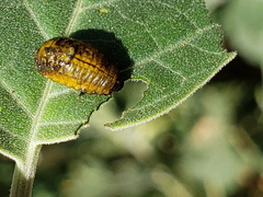 Lema daturaphila