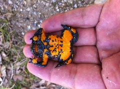 Bombina variegata pachypus