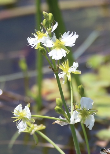 California damsonium (Damasonium californicum)