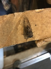 Diceroprocta olympusa