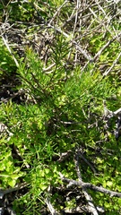 Asparagus lignosus