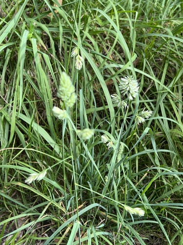 Dactylis glomerata observed 2025-05-24