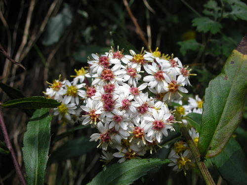 Aster taiwanensis iNat (1)
