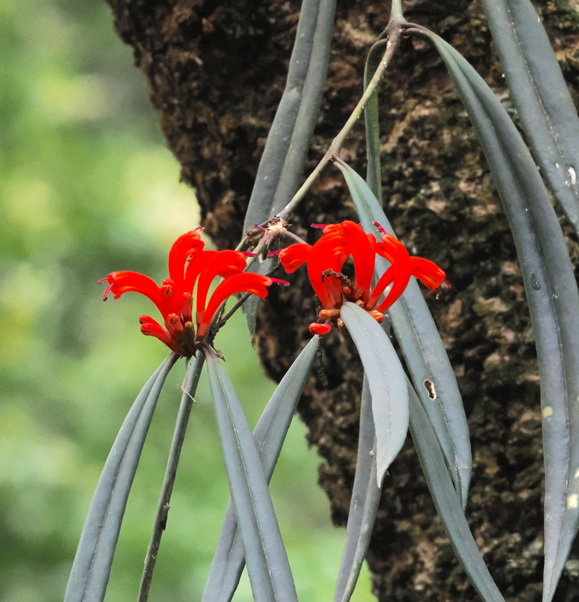 Aeschynanthus tengchungensis