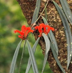 (c) desertnaturalist, some rights reserved (CC BY) Aeschynanthus tengchungensis, photograph (c) desertnaturalist, some rights reserved (CC BY)