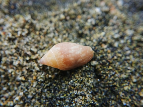 Nitidella nitida observed 2025-05-24
