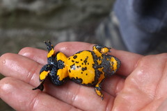 Bombina variegata pachypus