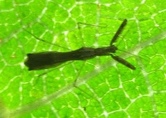 Bactrodes spinulosus