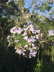Psoralea affinis