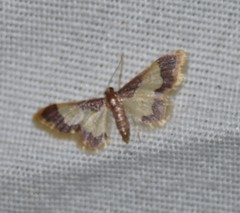 Idaea basinta