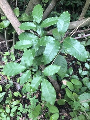 Rauvolfia tetraphylla