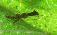 Bactrodes spinulosus