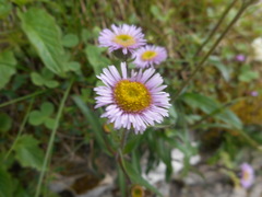 Erigeron glabratus