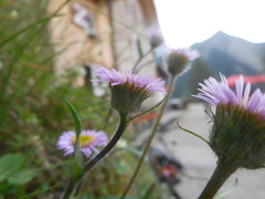 Erigeron glabratus
