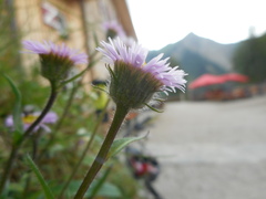 Erigeron glabratus