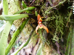 Maxillaria acutifolia