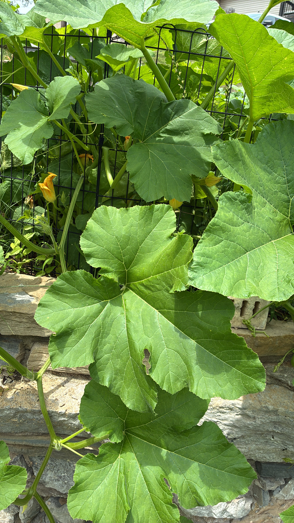 Cucurbita pepo