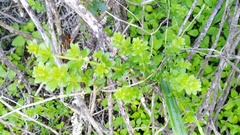 Galium tomentosum