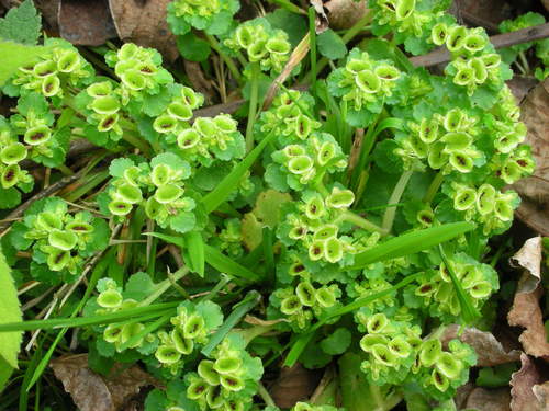 Chrysosplenium japonicum iNat (1)