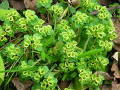 Chrysosplenium japonicum