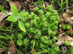 Chrysosplenium japonicum