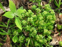 Chrysosplenium japonicum