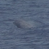 Hyperoodon planifrons