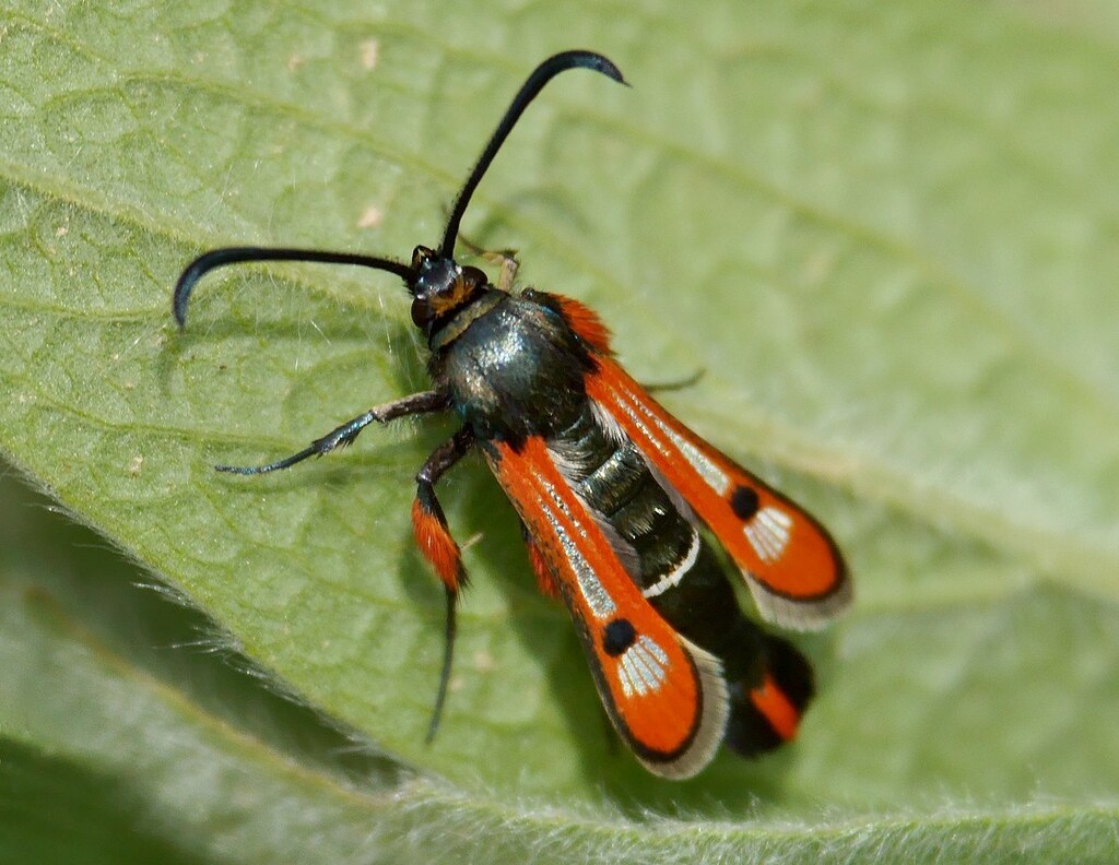 Chamaesphecia schmidtiiformis