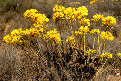 Tylecodon cacalioides