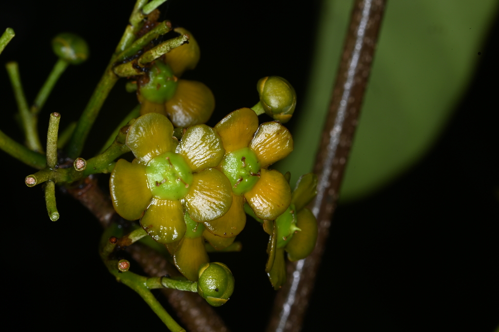 Salacia miqueliana