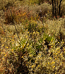 Tylecodon cacalioides