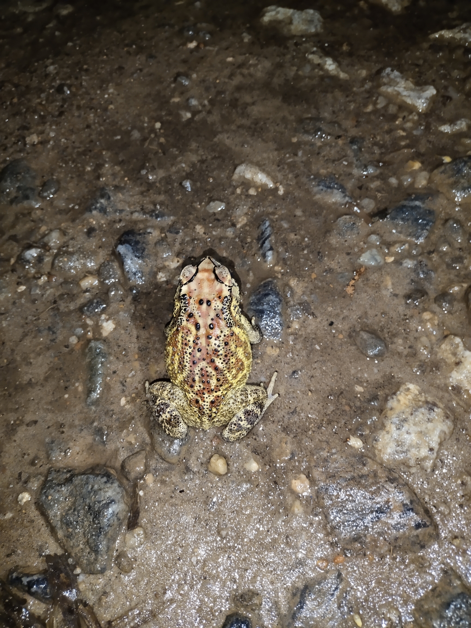Indian Common True Toad